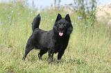 SCHIPPERKE 031